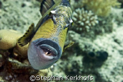 Titan triggerfish (Balistoides viridescens) taken at Midd... by Stephan Kerkhofs 